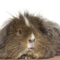 Marsvin Cavy Cats I Wanna Be The One (One)