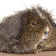 Marsvin Cavy Cats I Wanna Be The One (One)