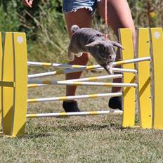 Kanin CAs Warna Bayi Biru