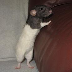 Tamrotte Virginia RIP