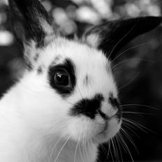 Kanin Mister Moustache