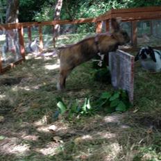 Kanin Rolly Jumper* R'j- TILBYDER PARRING