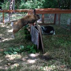 Kanin Rolly Jumper* R'j- TILBYDER PARRING