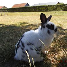 Kanin Lindholms Dobby