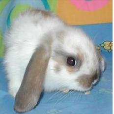 Kanin Simba|Løvehoved/Dværgvædder|