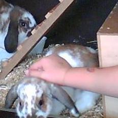 Kanin Simba|Løvehoved/Dværgvædder|