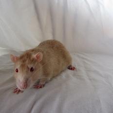 Tamrotte Lillefod RIP