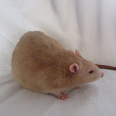 Tamrotte Lillefod RIP