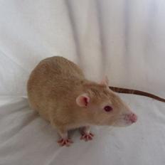 Tamrotte Lillefod RIP