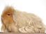 Marsvin Cavy Cats No Tears