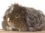 Marsvin Cavy Cats I Wanna Be The One (One)