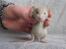 Tamrotte Tippy RIP