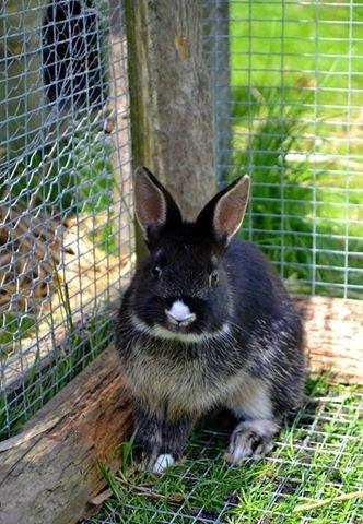 Kanin Errebos Mrs.No Name [Hermelin] billede 16