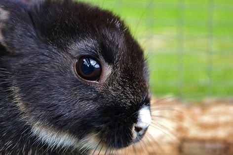 Kanin Errebos Mrs.No Name [Hermelin] - VELKOMMEN!!!! :D billede 1