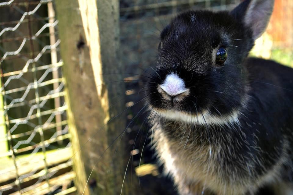 Kanin Errebos Mrs.No Name [Hermelin] billede 17