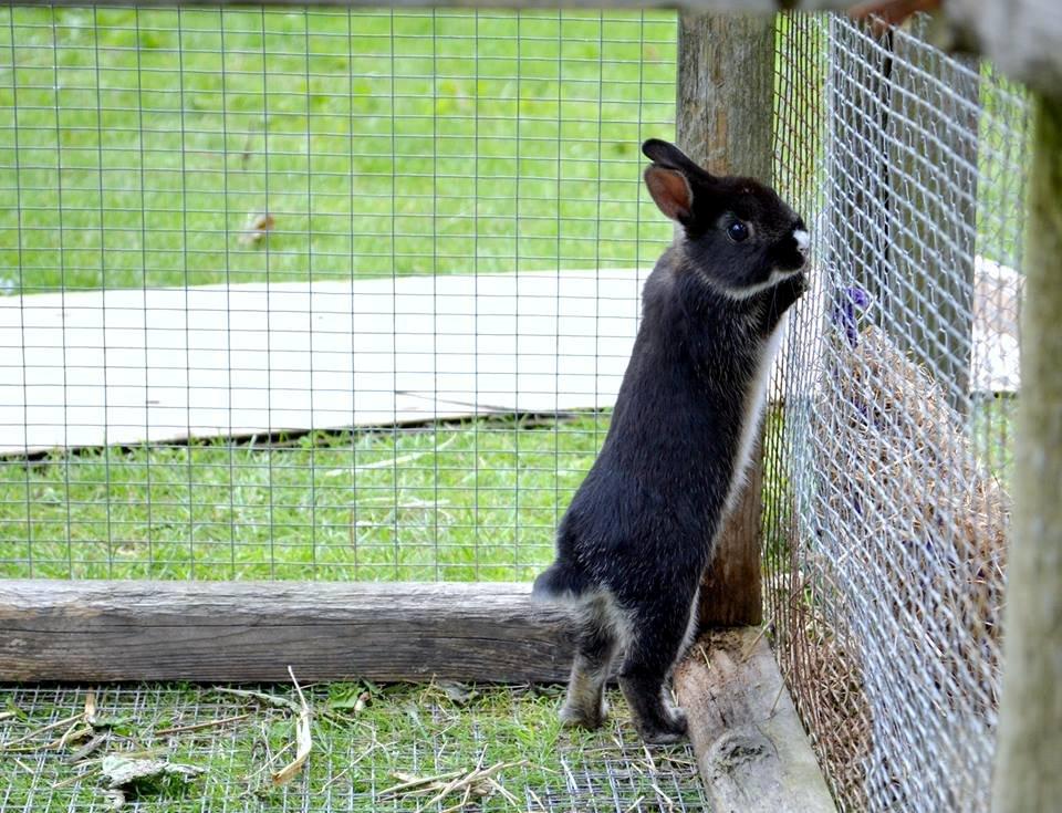 Kanin Errebos Mrs.No Name [Hermelin] billede 6