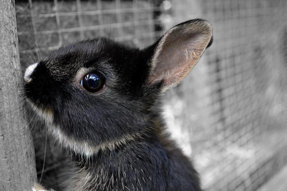 Kanin Errebos Mrs.No Name [Hermelin] billede 2