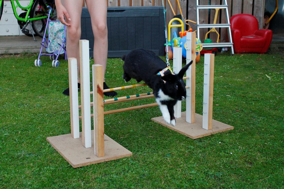 Kanin Fiona billede 3