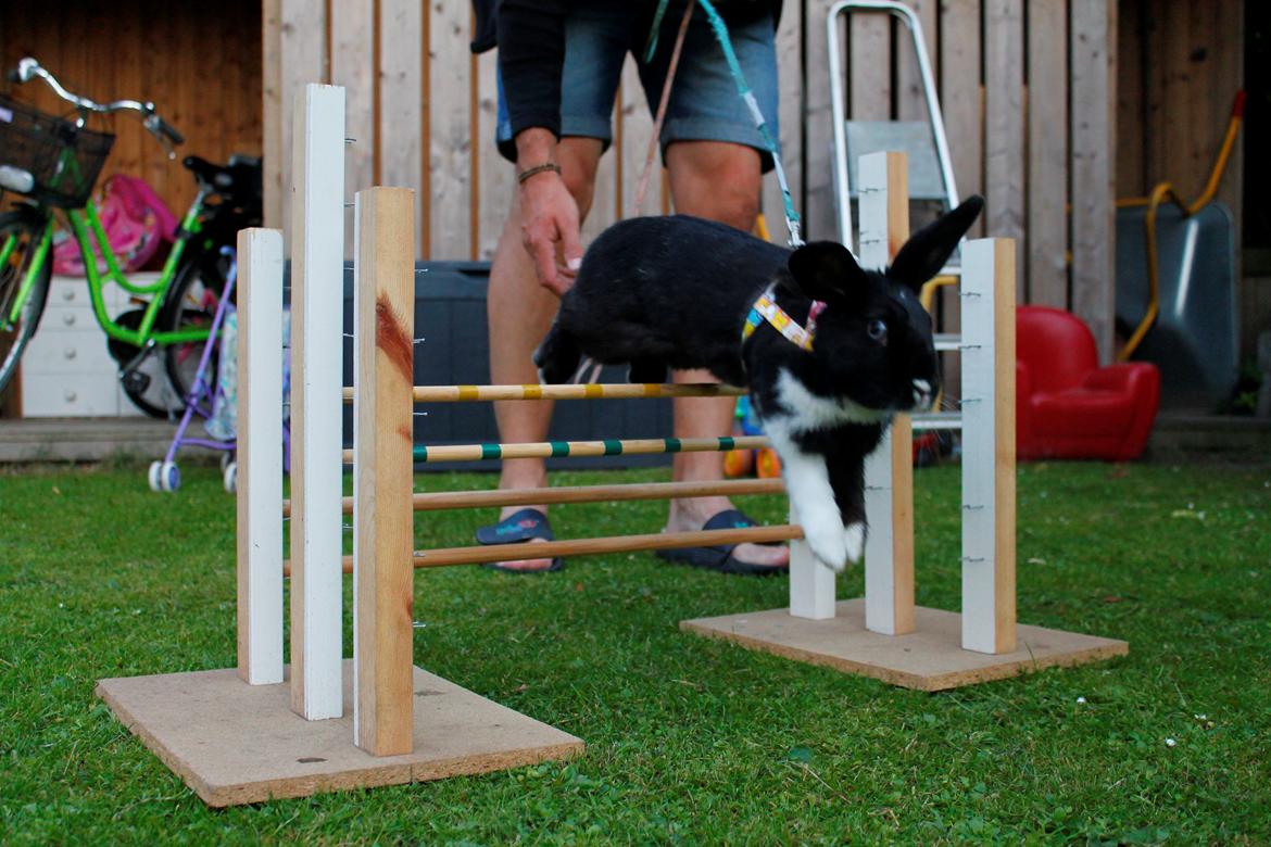 Kanin Fiona billede 1