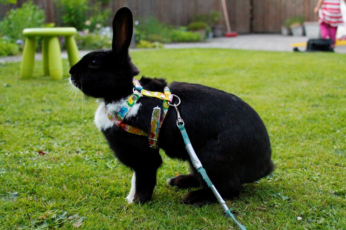 Kanin Fiona billede 2