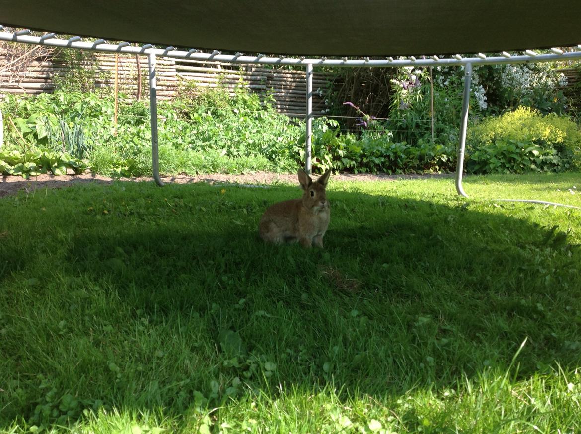 Kanin Daisy R.I.P (himmelgnaver) - ude i haven. billede 6