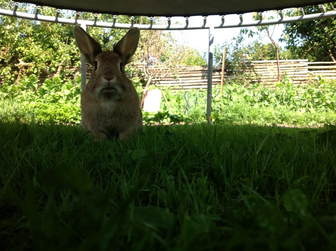 Kanin Daisy R.I.P (himmelgnaver) - 0.0 billede 7