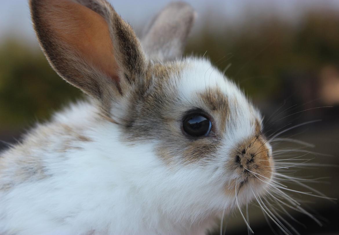 Kanin Maskot billede 17