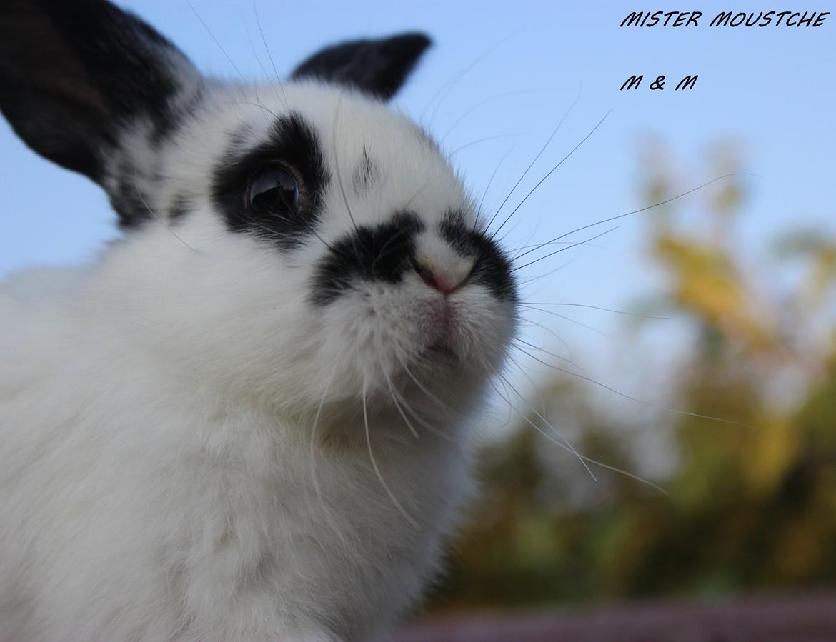 Kanin Mister Moustache billede 16