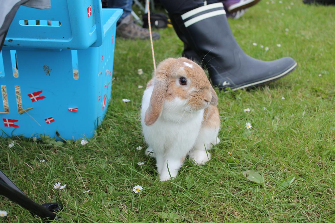 Kanin Rådved Nygård´s Bumblebee billede 19