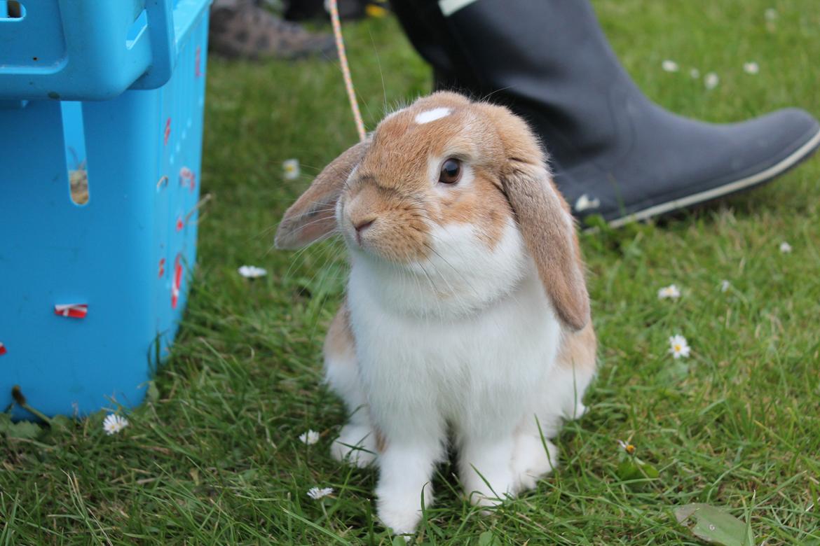 Kanin Rådved Nygård´s Bumblebee billede 20