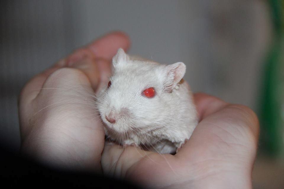 Ørkenrotte Ying - jeg håber i vil byde ham velkommen og tak på forhånd<3 
 billede 1