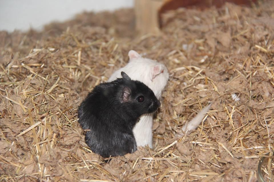 Ørkenrotte Ying billede 2