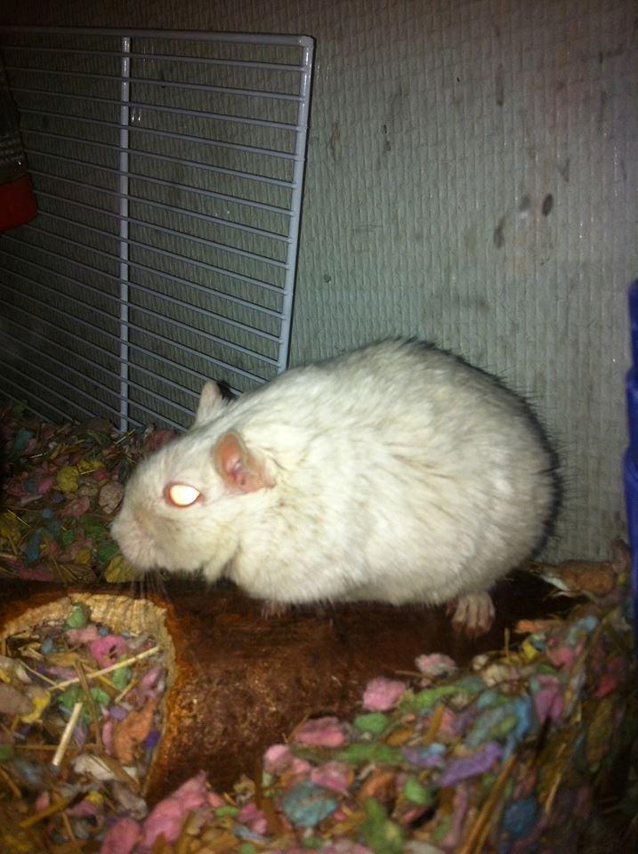 Ørkenrotte Ying billede 3