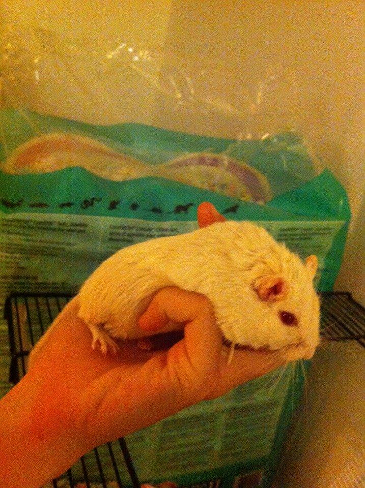 Ørkenrotte Ying billede 4