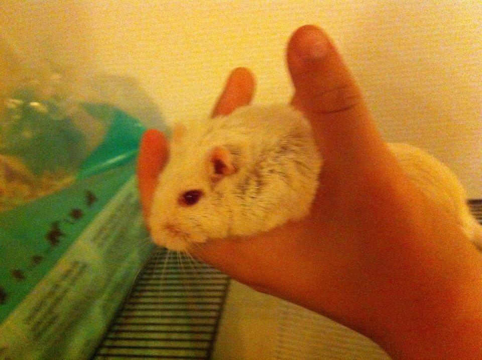 Ørkenrotte Ying billede 5