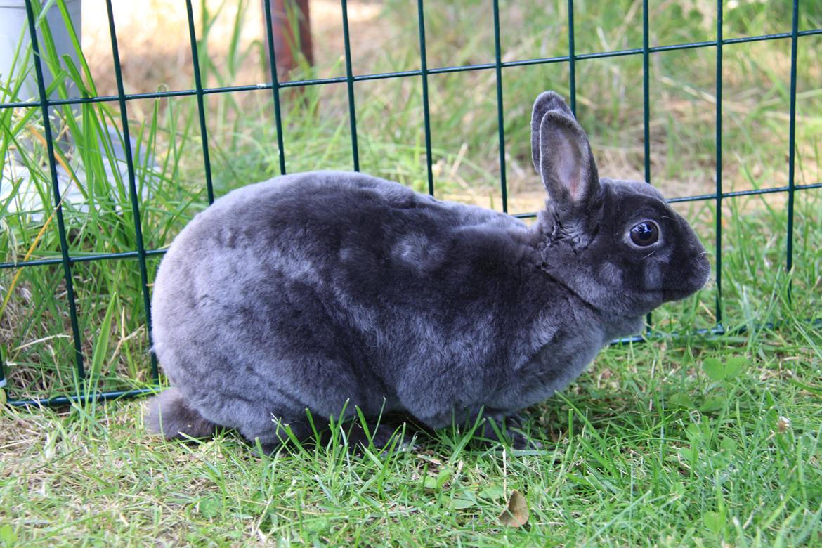 Kanin Pauline *Hermelin rex* billede 2