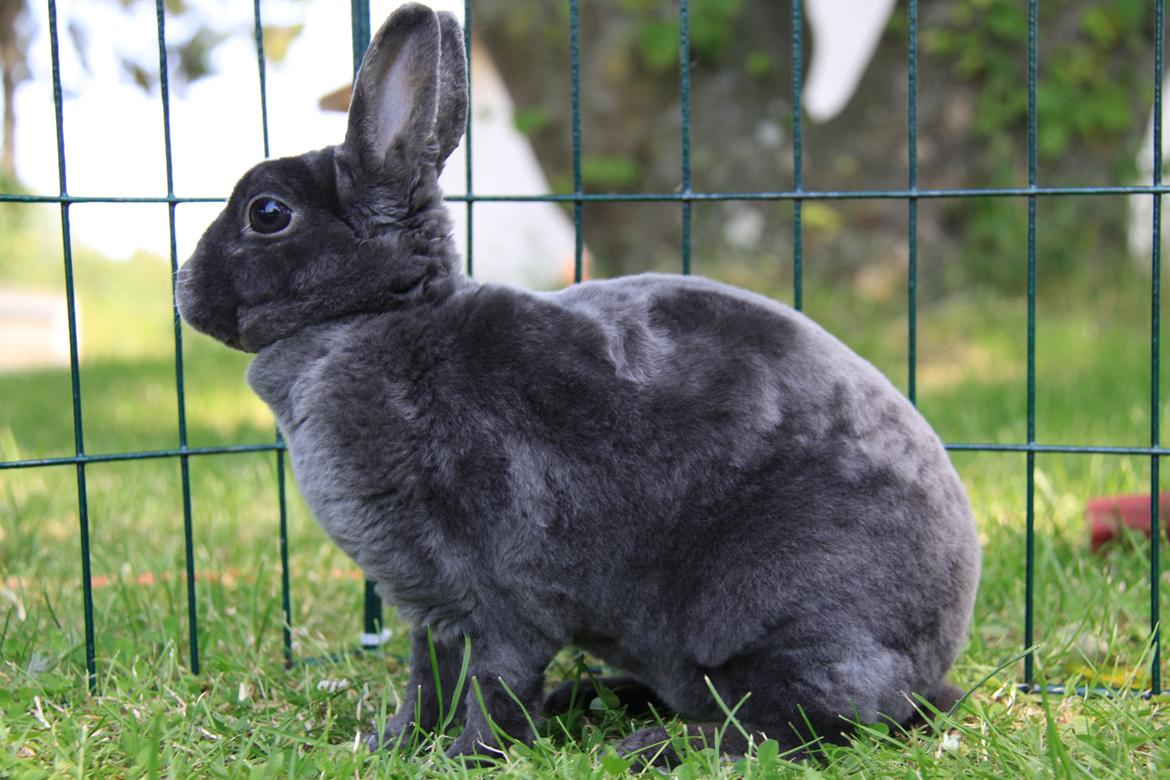 Kanin Pauline *Hermelin rex* billede 3