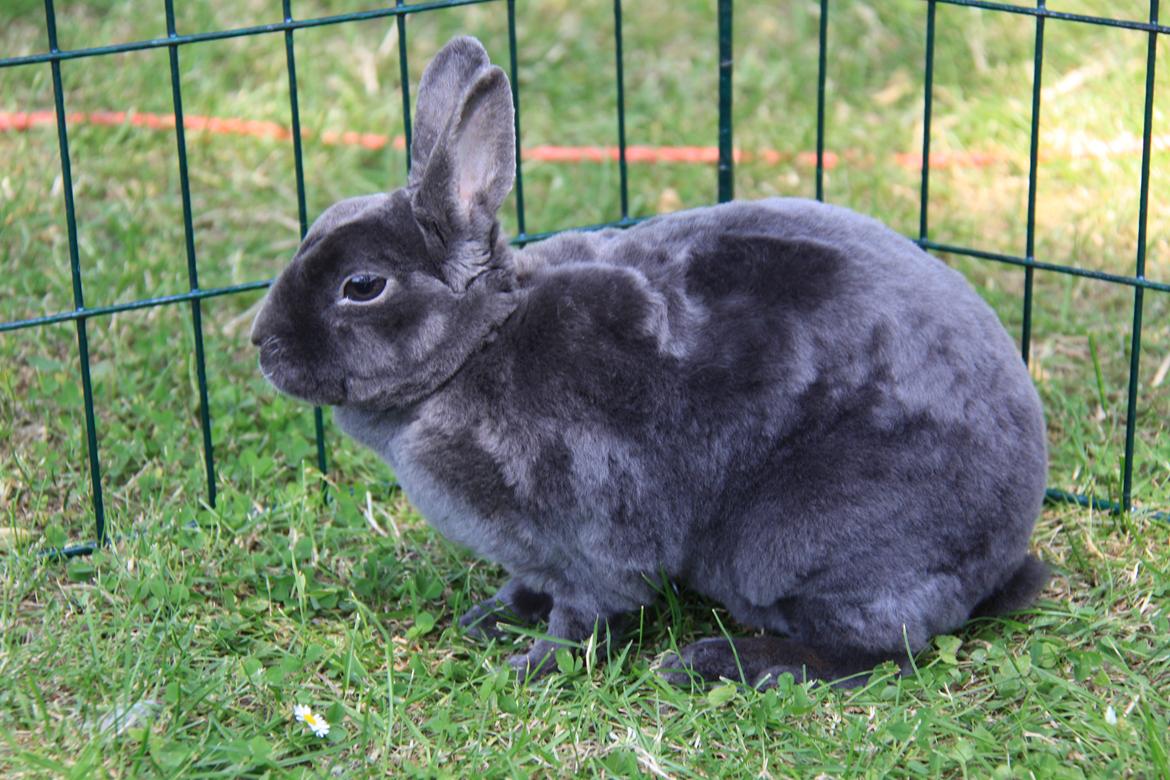 Kanin Pauline *Hermelin rex* billede 4