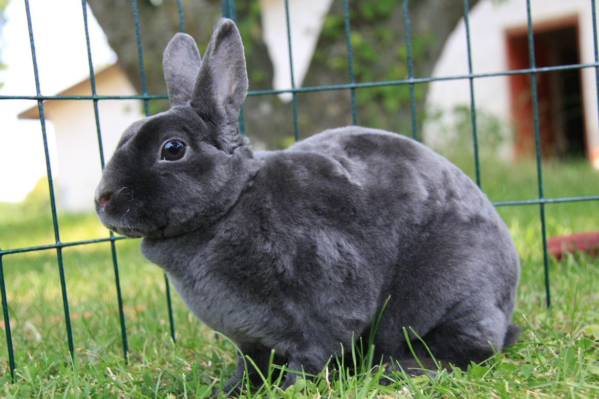 Kanin Pauline *Hermelin rex* billede 5