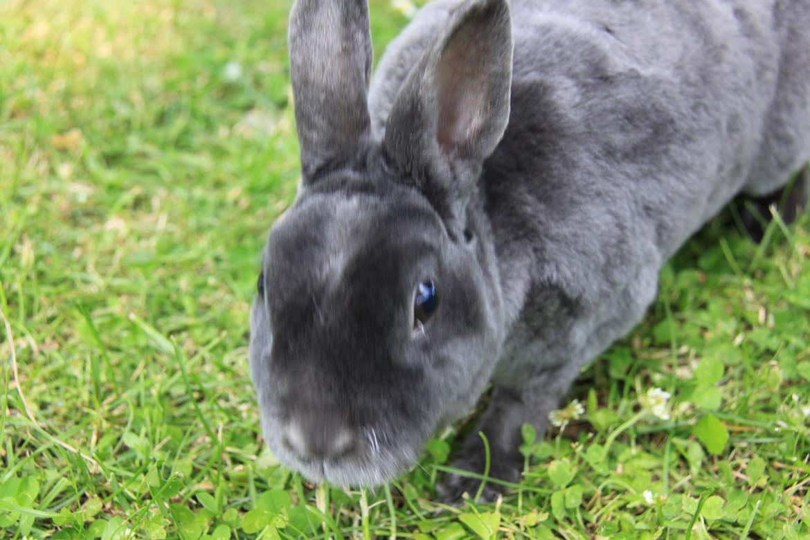 Kanin Pauline *Hermelin rex* billede 6