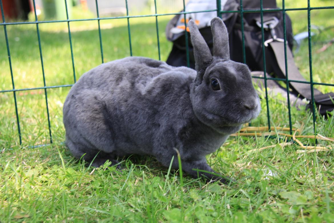 Kanin Pauline *Hermelin rex* billede 7