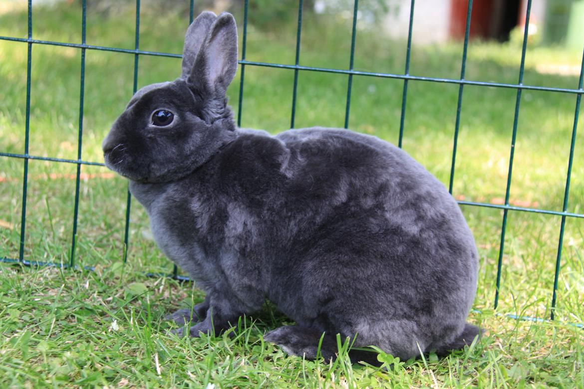 Kanin Pauline *Hermelin rex* billede 1