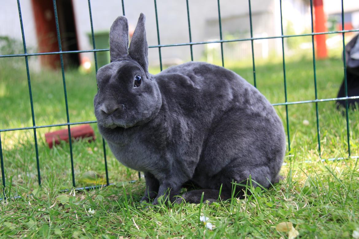 Kanin Pauline *Hermelin rex* billede 8