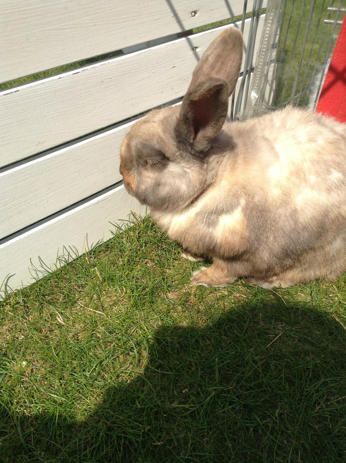 Kanin Stampe(mors) billede 6