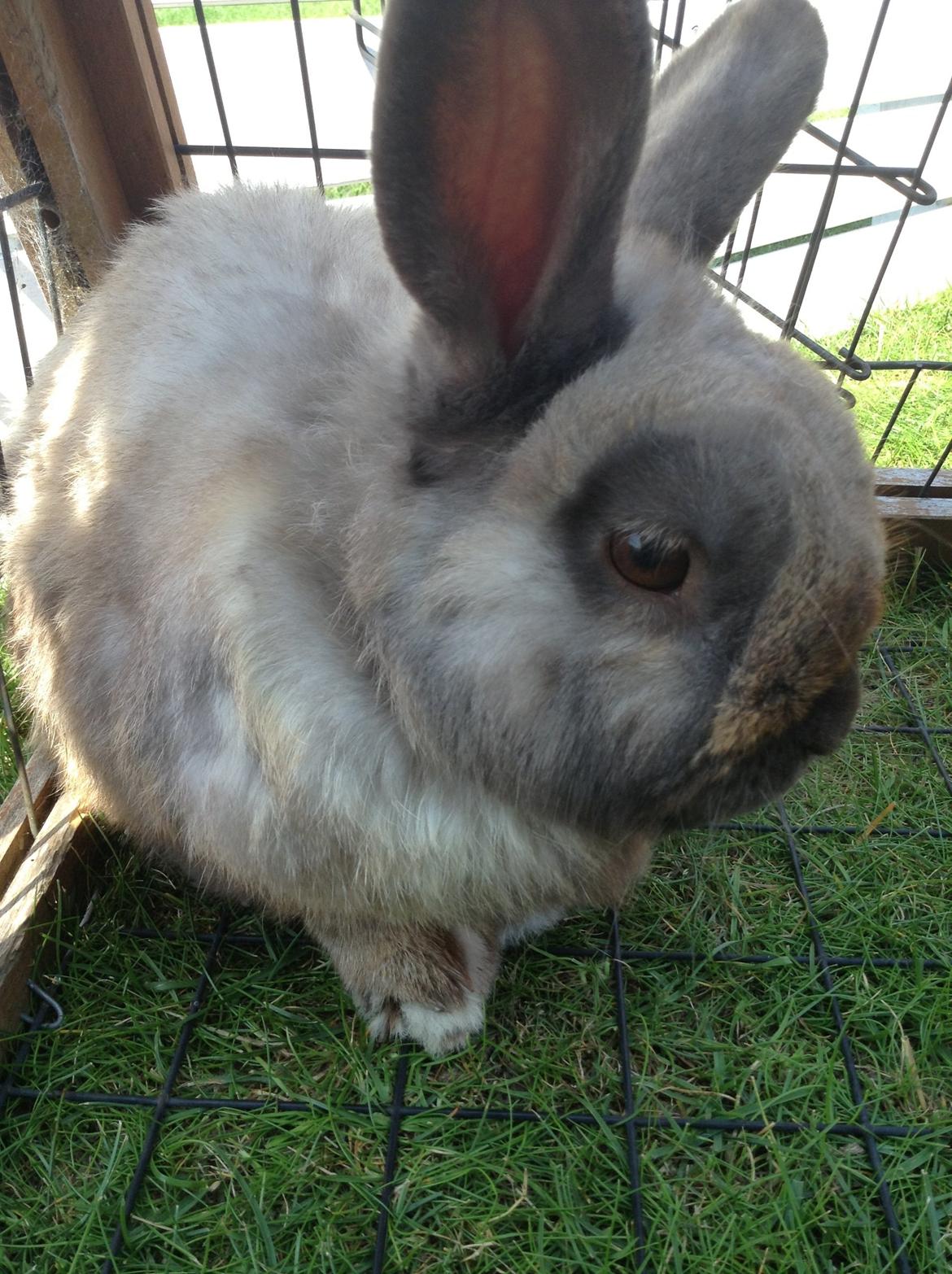 Kanin Stampe(mors) billede 1