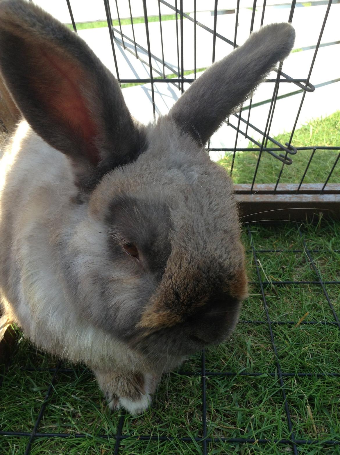 Kanin Stampe(mors) billede 2