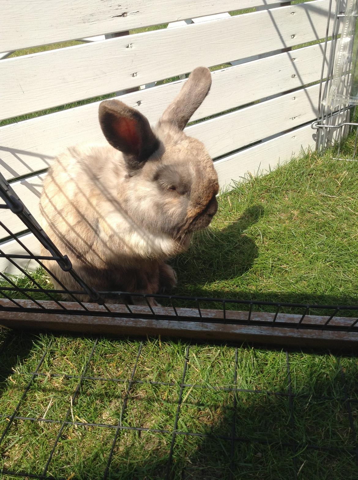 Kanin Stampe(mors) billede 3