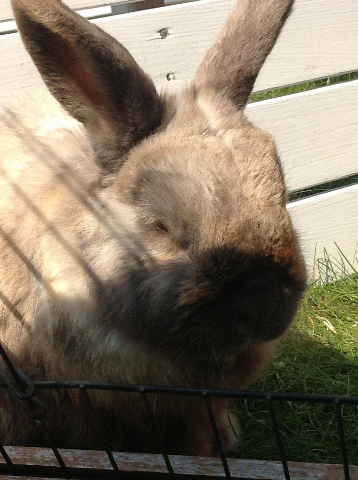 Kanin Stampe(mors) billede 4