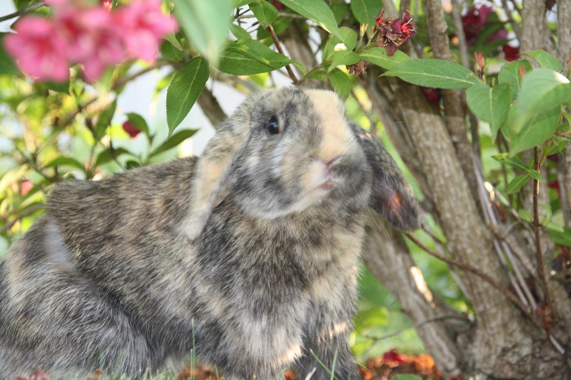 Kanin Cato og vanilje billede 4