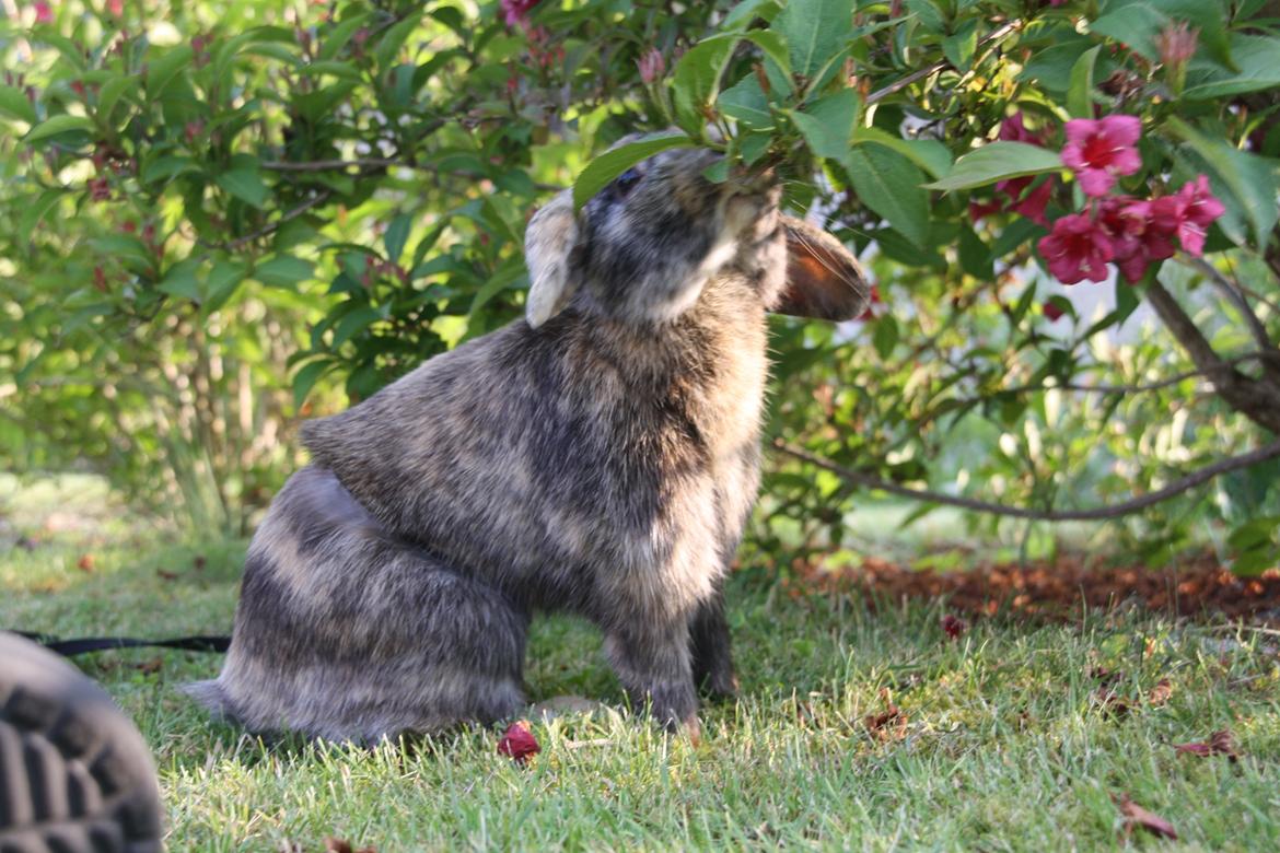 Kanin Cato og vanilje billede 1